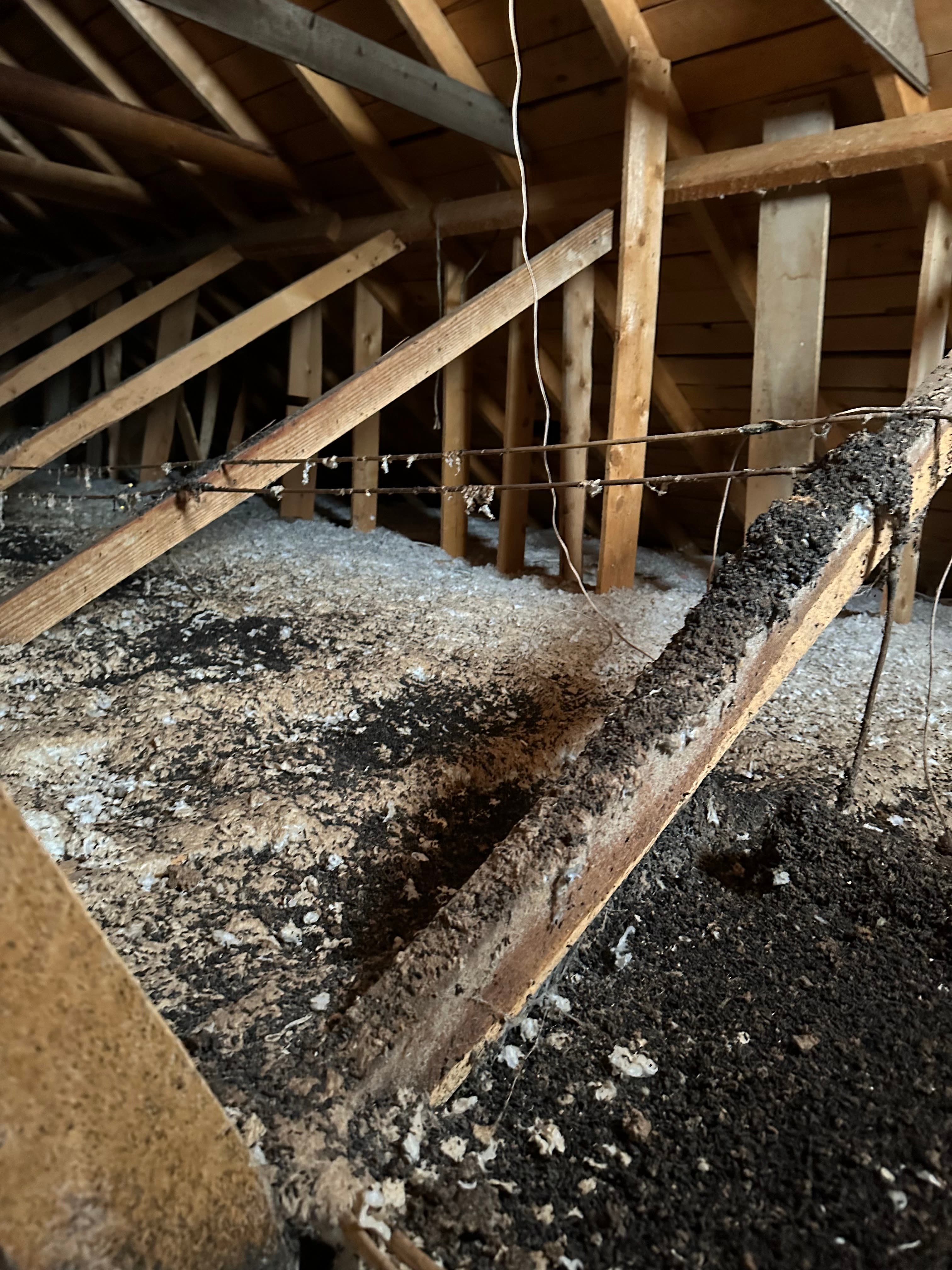 Heavy bat guano deposits across attic insulation