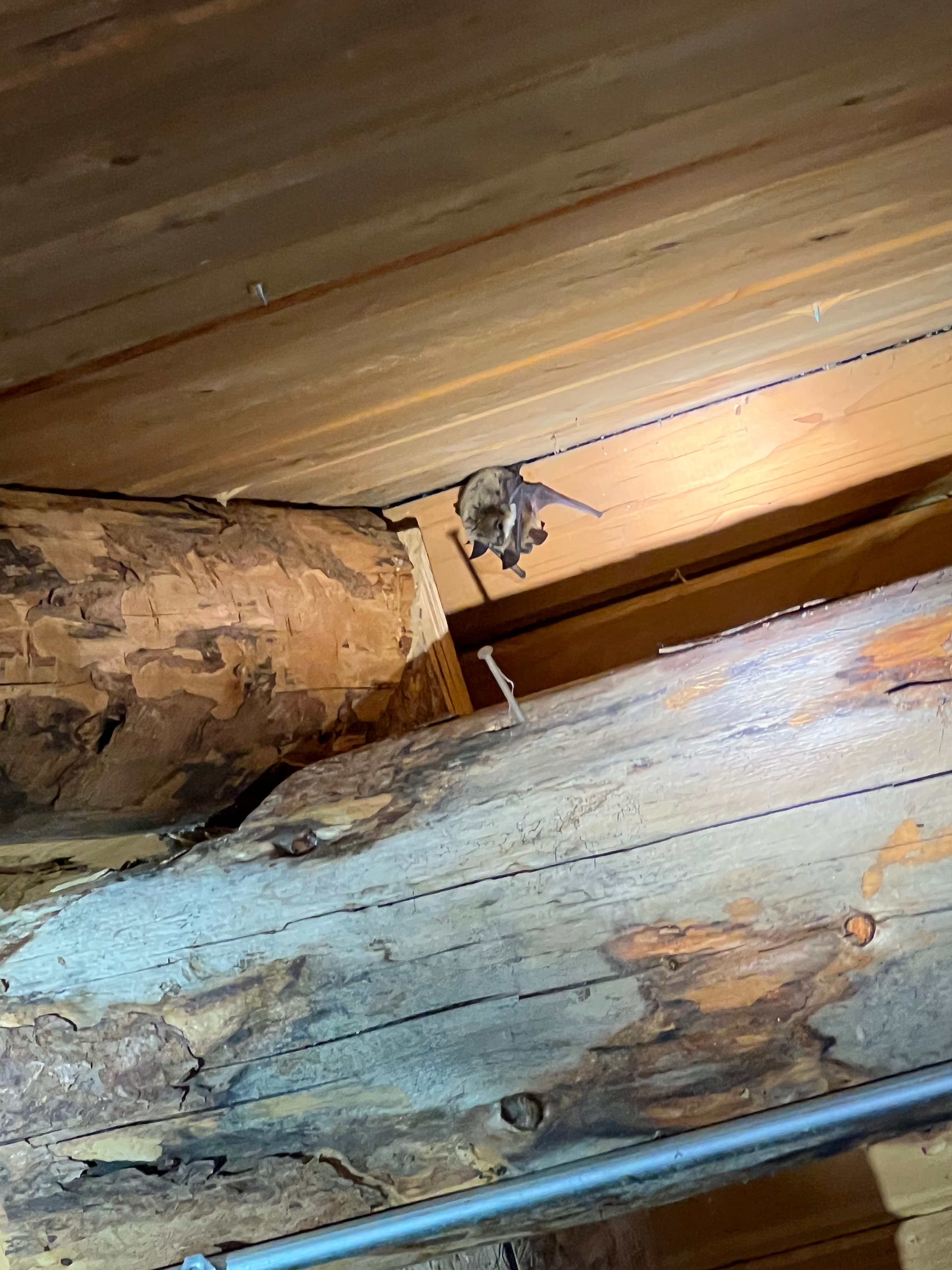 Bat visible between attic beams in a night-vision image